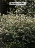 Spiraea prunifolia