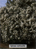 Spiraea vanhouttei