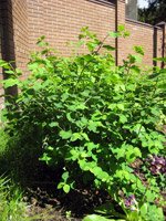 Symphoricarpos albus