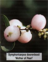 Symphoricarpos doorenbosii Mother of Pearl