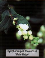 Symphoricarpos doorenbosii White Hedge
