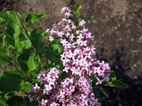 Syringa meyeri Palibin