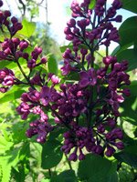 Syringa vulgaris Andenken an Ludwig Spath