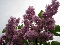 Syringa vulgaris Charles Joly