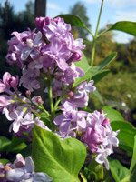 Syringa vulgaris Olivier de Serres