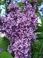 Syringa vulgaris Sensation