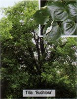 Tilia europea Euchlora