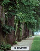 Tilia platyphyllos