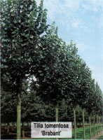 Tilia tomentosa Brabant