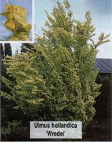 Ulmus hollandica Wredei