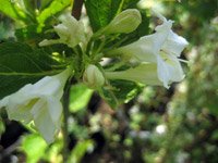 Weigela hybrida Candida