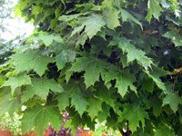 Acer platanoides