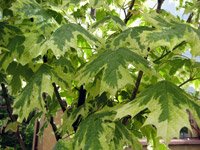 Acer platonoides Drumondii
