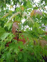 Acer saccharinum