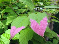 Actinidia kolomicta