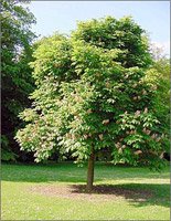 Aesculus hippocastanum