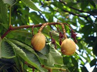 Aesculus octandra