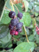 Amelanchier lamarckii