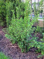 Berberis thunbergii Erecta