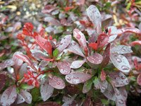 Berberis thunbergii Bagatelle