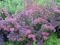 Berberis thunbergii Golden Ring