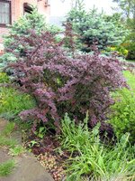 Berberis thunbergii Atropurpurea