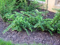 Berberis thunbergii Green Carpet