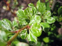 Berberis thunbergii Kornik