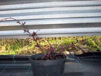 Berberis thunbergii Red Chief