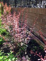 Berberis thunbergii Rose Glow