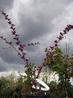 Berberis xottawensis Superba