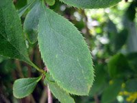 Berberis vulgaris