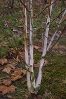 Betula jacquemontii