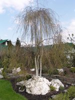 Betula pendula Youngii