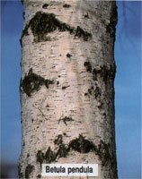 Betula pendula