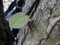 Cercidiphyllum japonicum