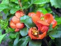 Chaenomeles japonica