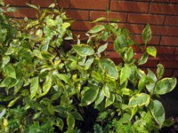 Cornus alba Spaethii