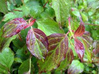 Cornus sanguinea