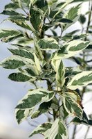 Cornus stolonifera White Gold