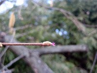 Corylus avellana