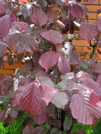 Corylus maxima Purpurea