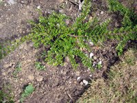 Cotoneaster horizontalis