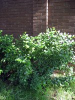 Cotoneaster lucidus