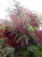 Crataegus laevigata (oxyacantha) Pauls Scarlet