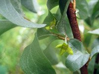 Elaeagnus argentea