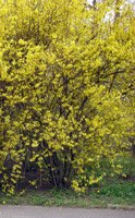 Forsythia intermedia