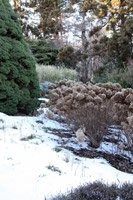 Hydrangea arborescens Annabelle