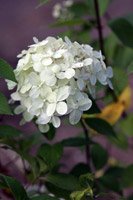 Hydrangea paniculata Limelight