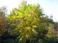 Juglans cinerea